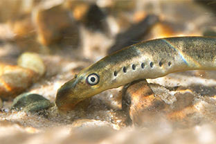 River Severn Eel Screen Installation - Image 9